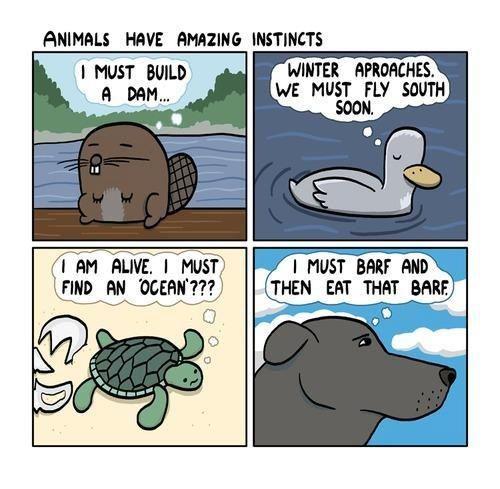 Animals have amazing instincts