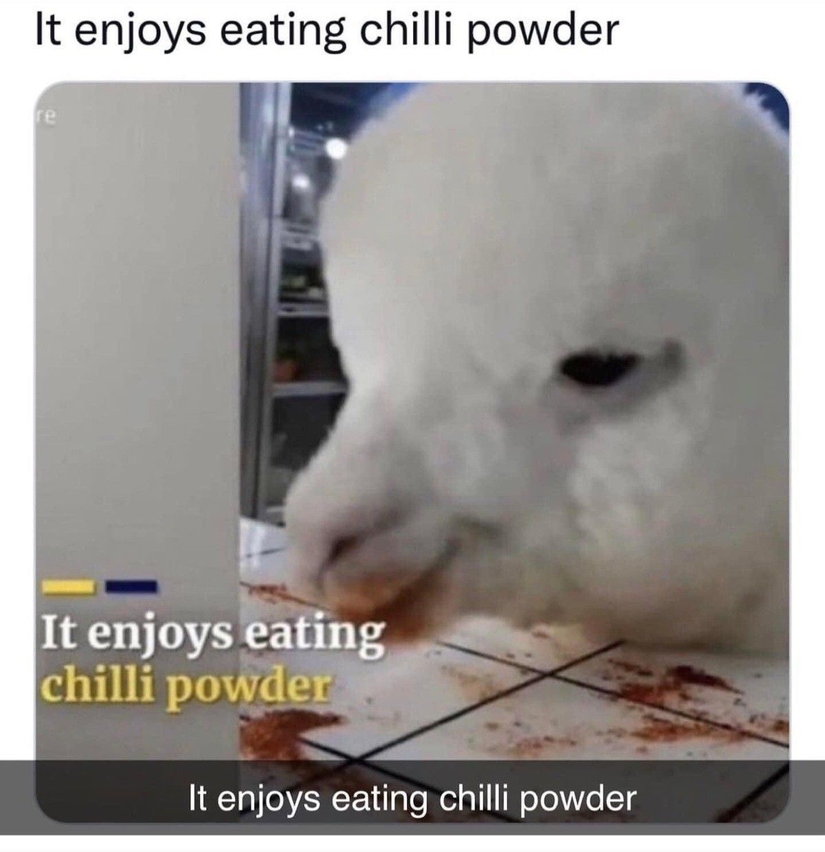 It enjoys eating chilli powder