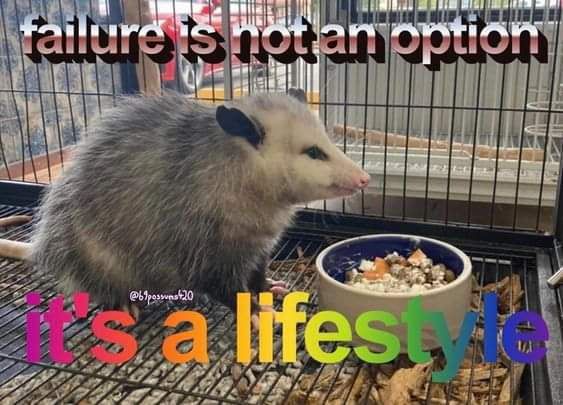opossum memes are great