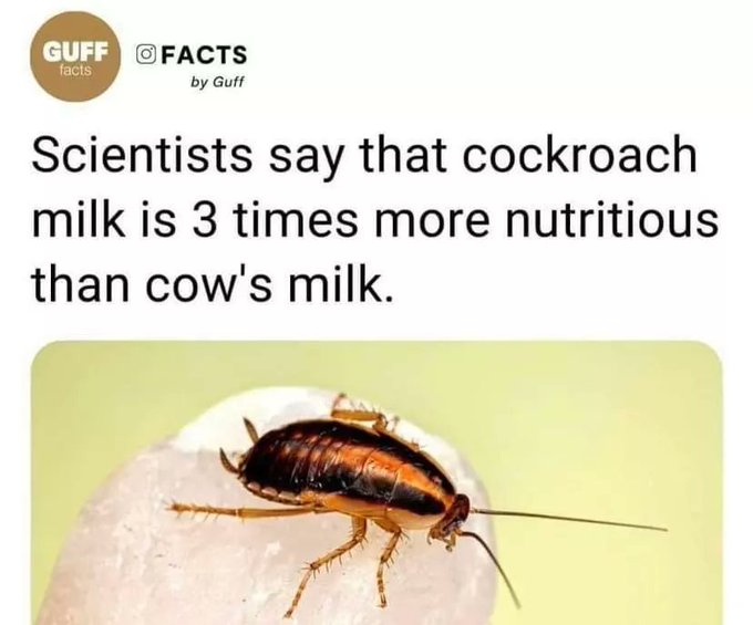 Scientists also say that *** milk is 3 times more nutritious than cow's milk.