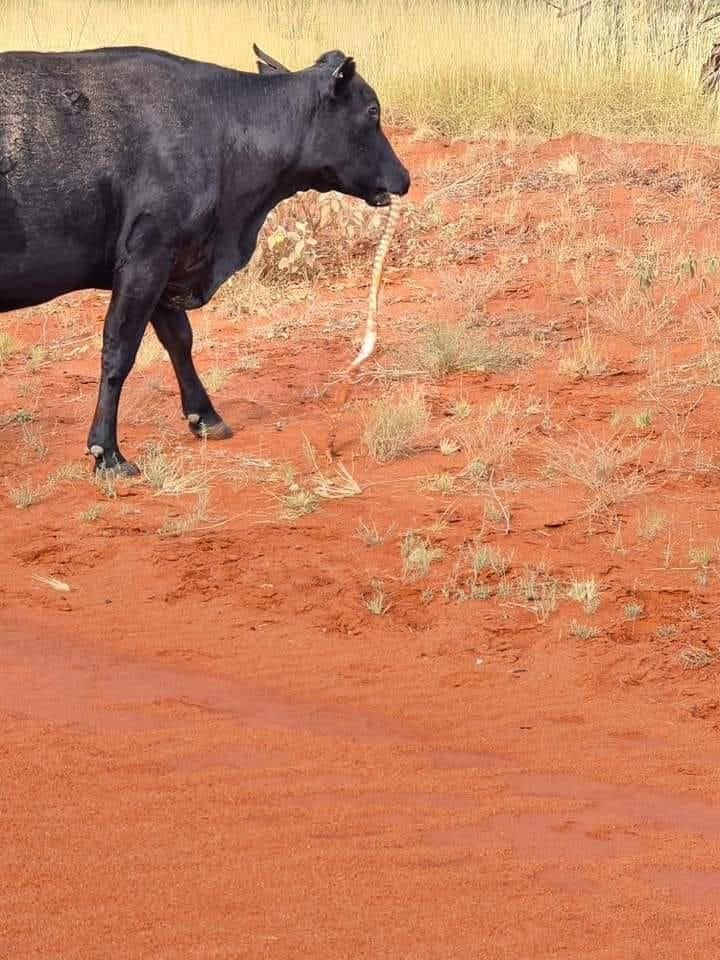 Cow eating tiger snake in Australia - Improvise, Adapt, Overcome