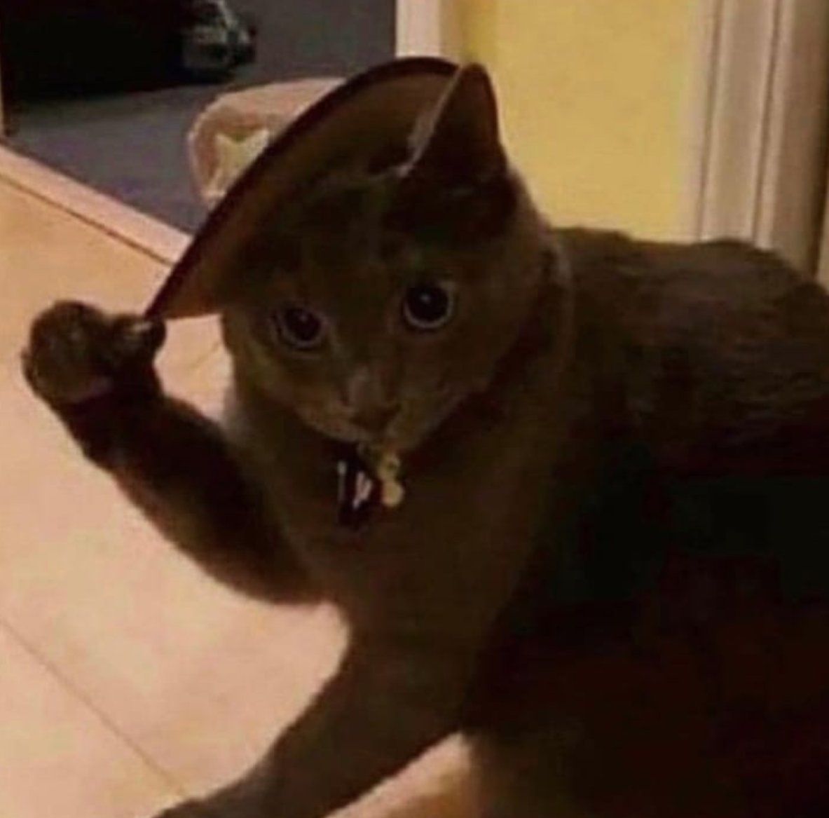 Meowdy Partner