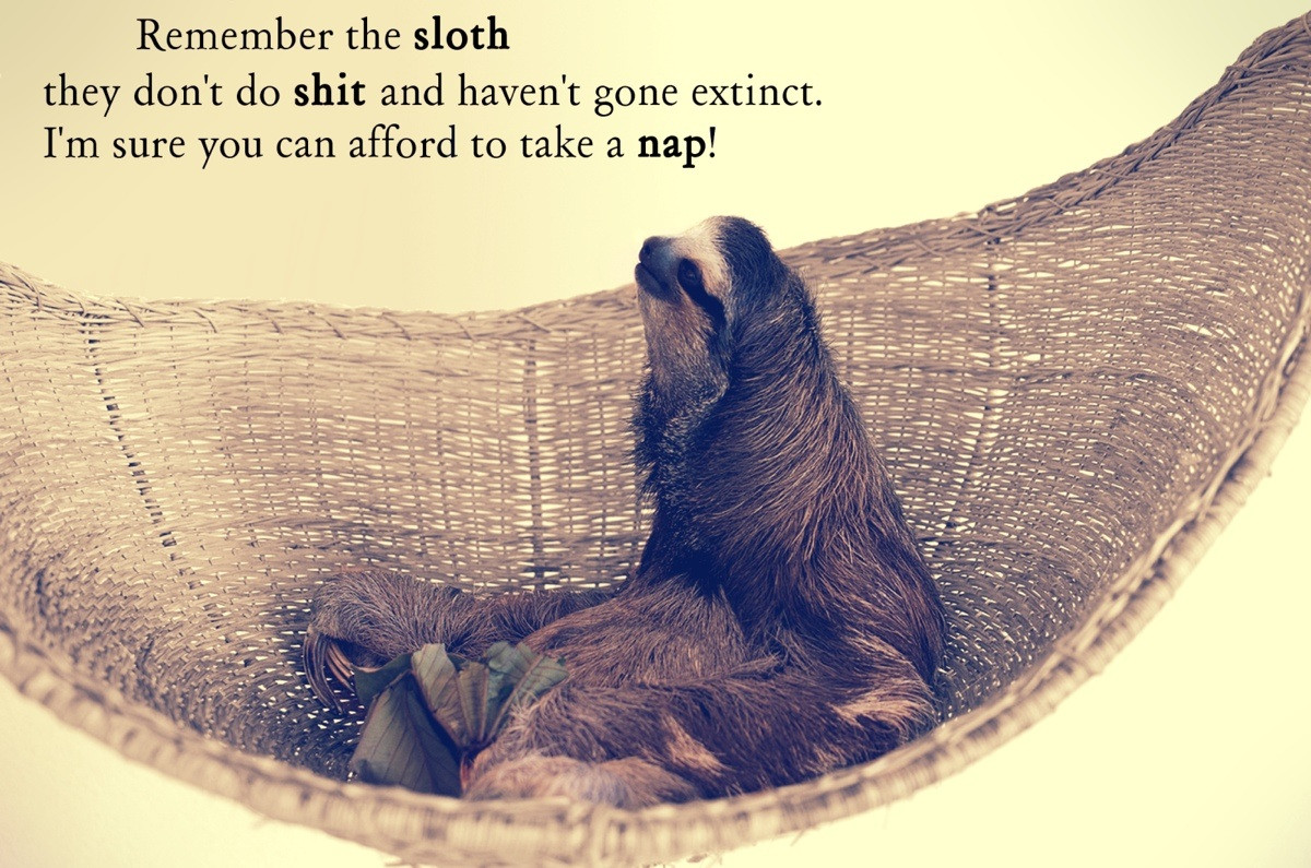 Sloth life