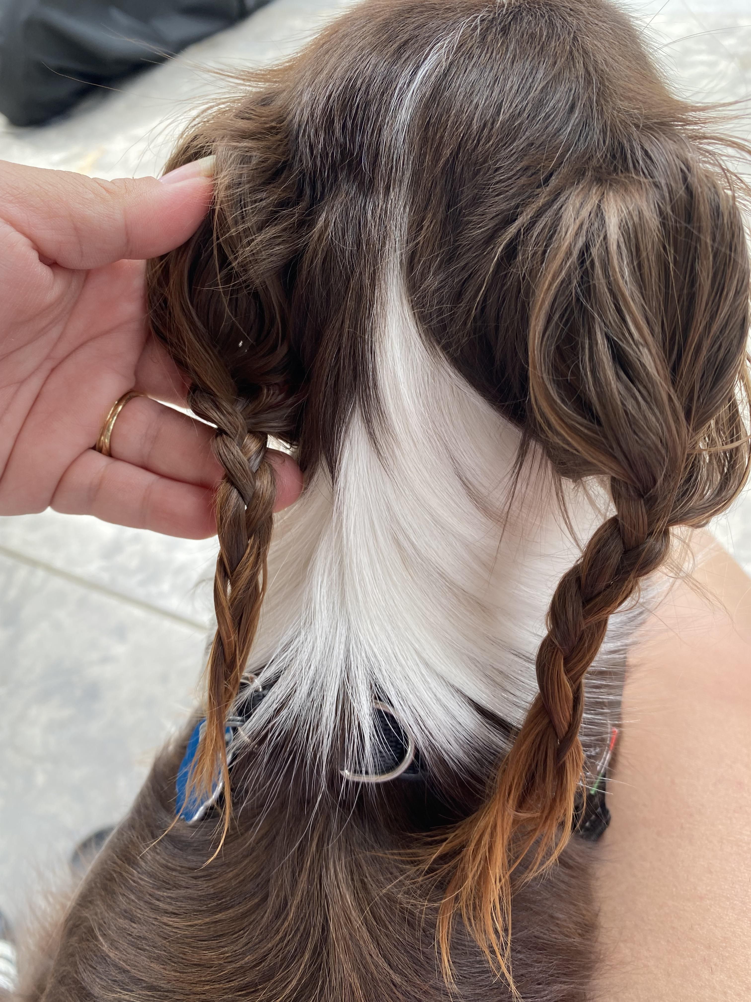 I’m dogsitting and got bored so I braided the dogs long ear hair