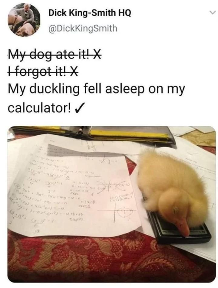 Lil Duck Boy stopped studying