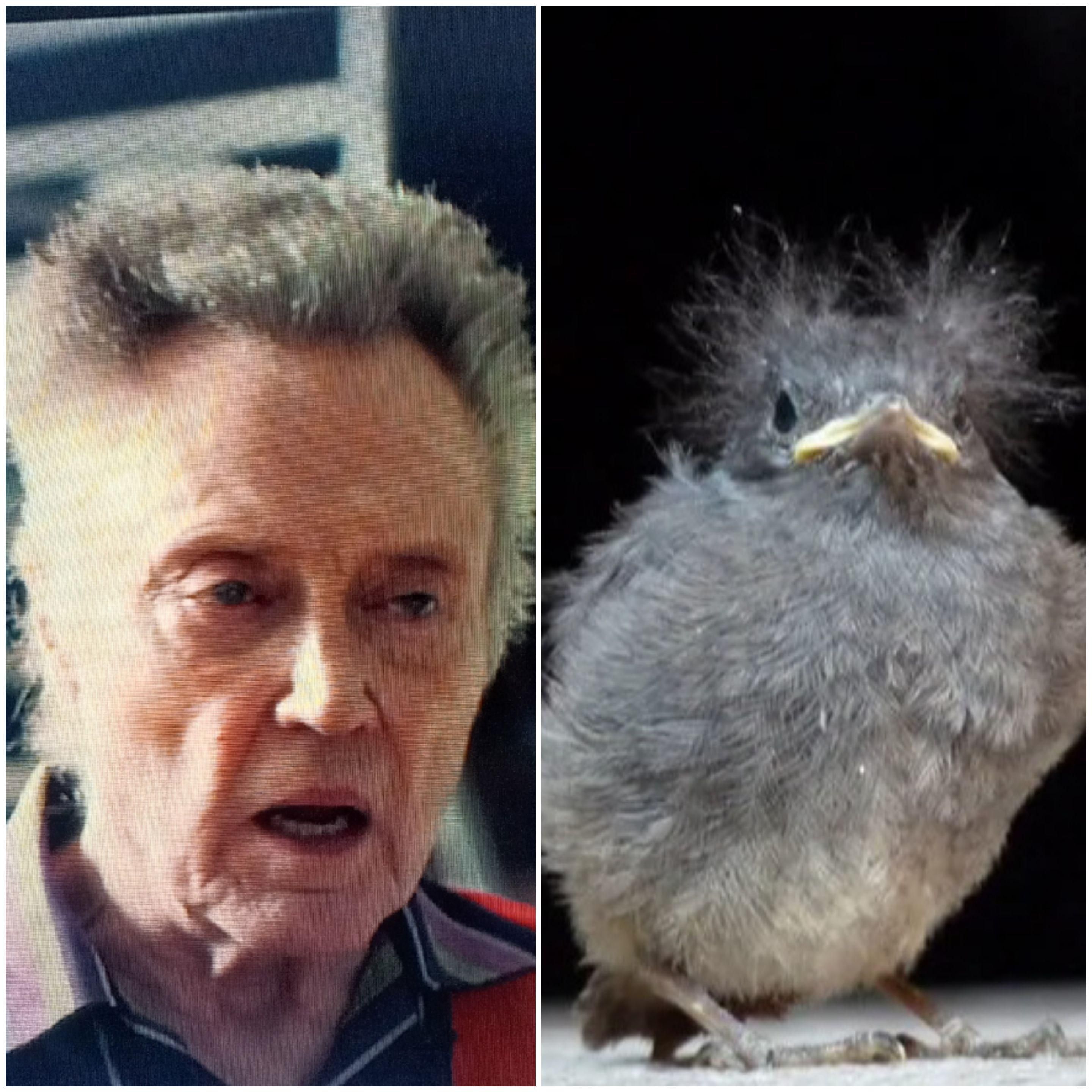 My wife said Christopher Walken is looking like a bluejay fledgling....she was spot on!