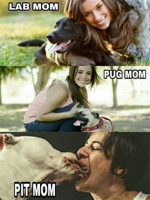Look at Pibbles