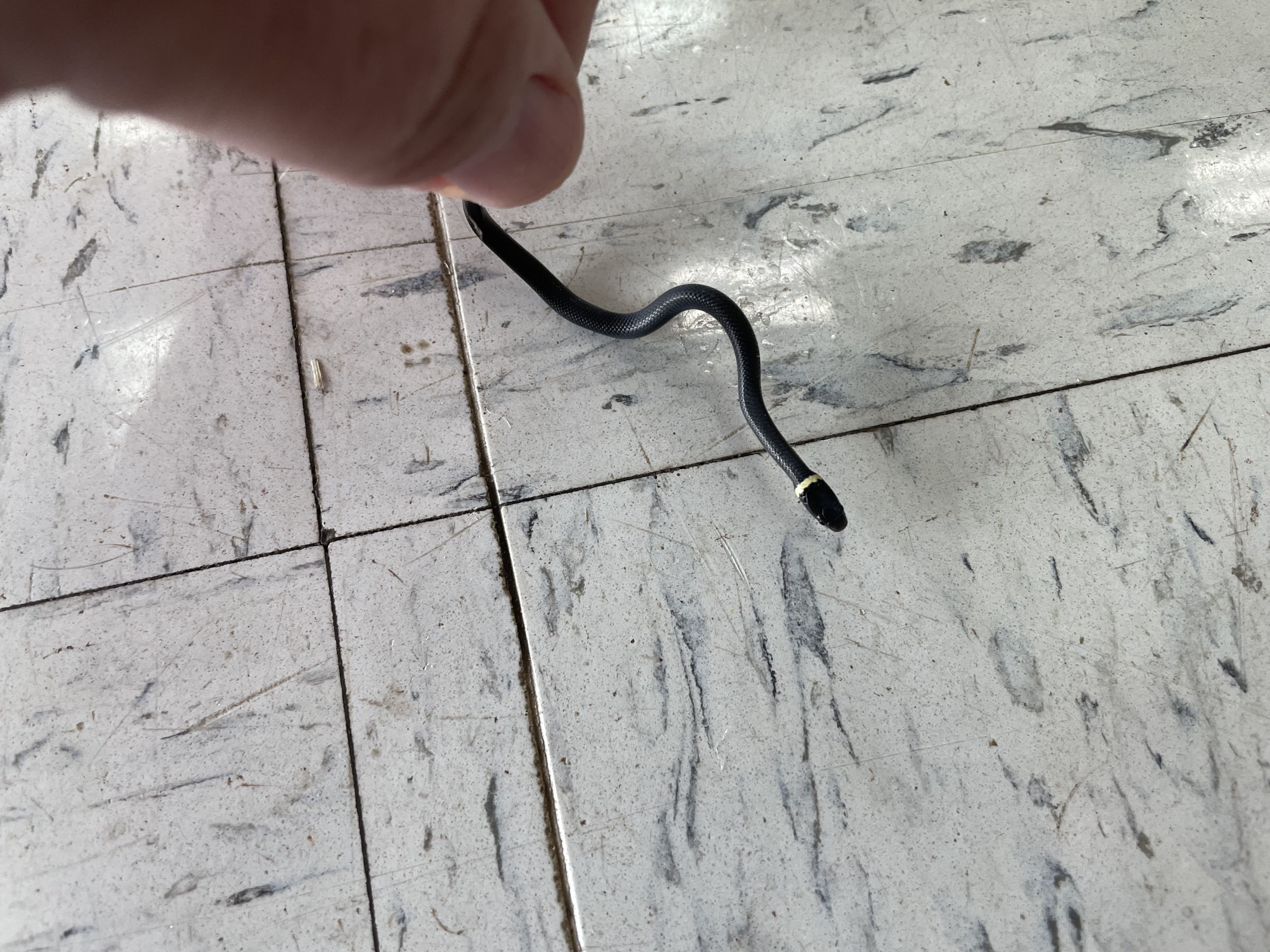 I found a new fren