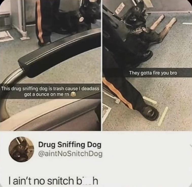 W drug sniffing dog