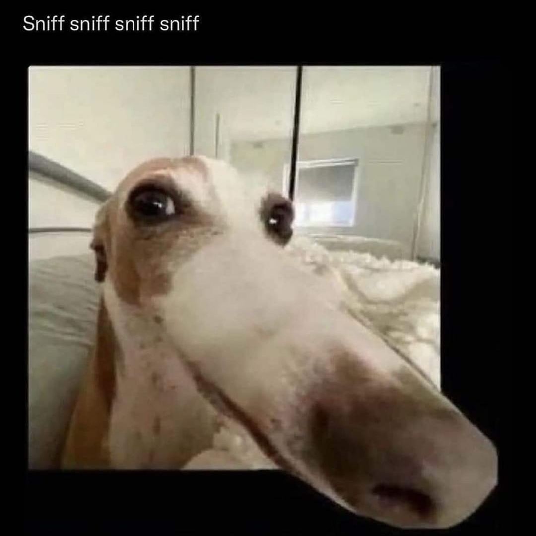 Sniff