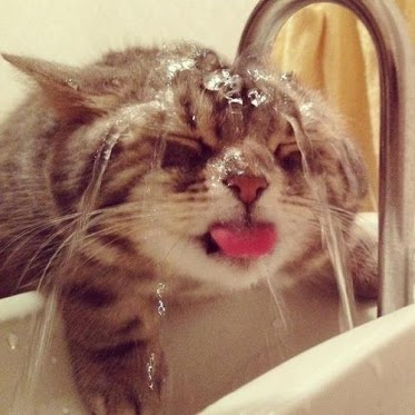 Its hard to get ready in the morning when this is happening...