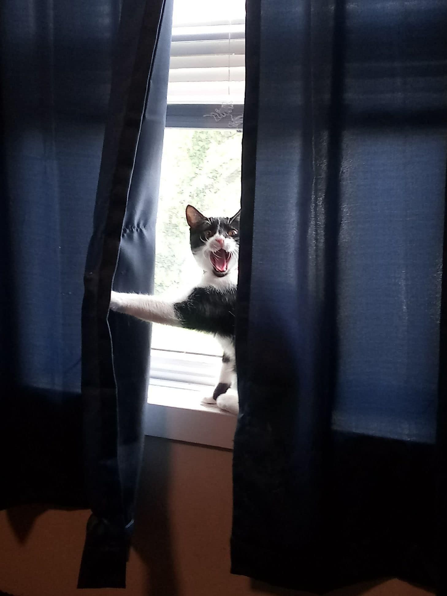 How our cat, Millie, lets us know someone is here.