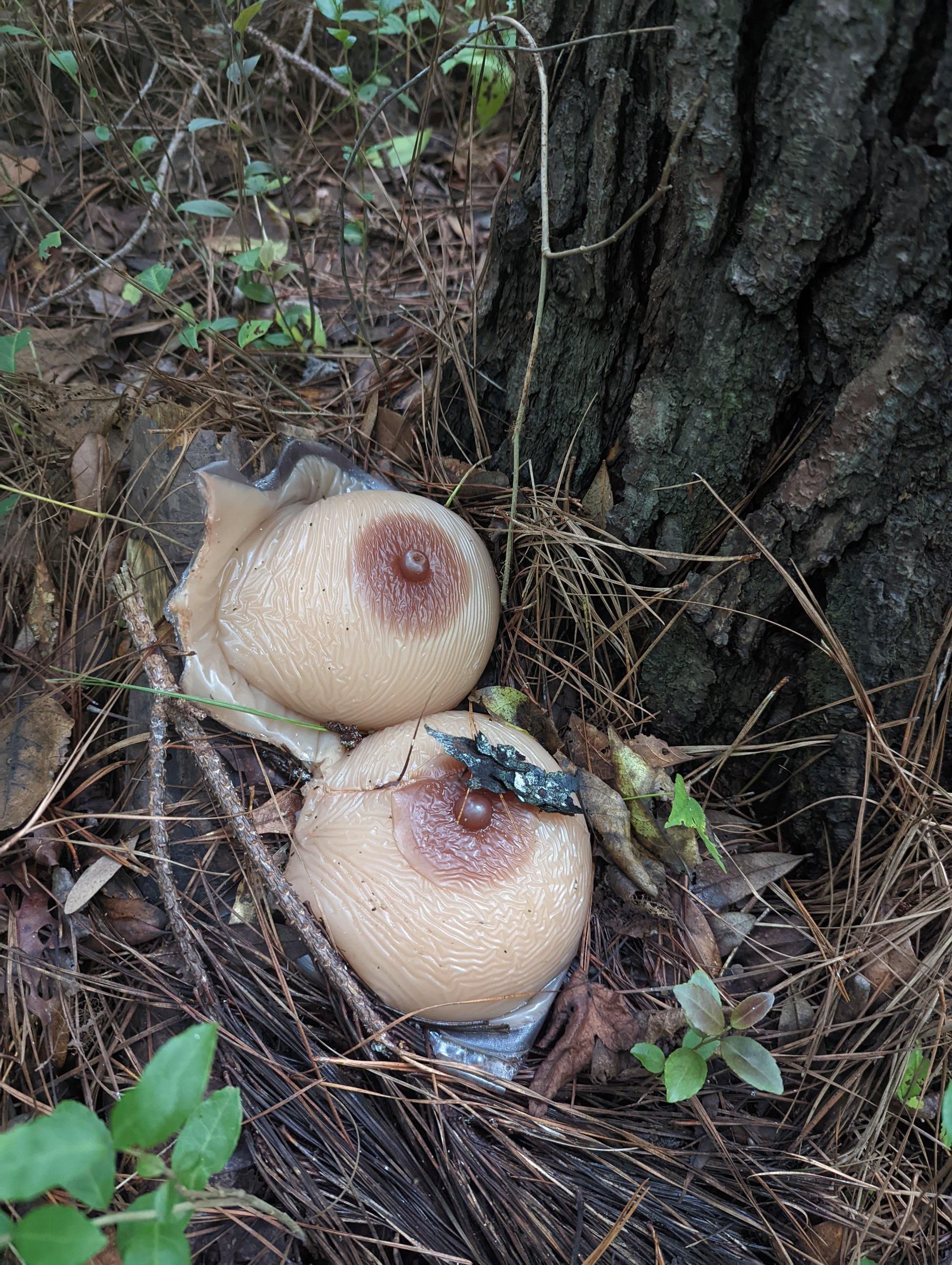 Weirdest mushroom I’ve ever found. Anyone know what kind it is?