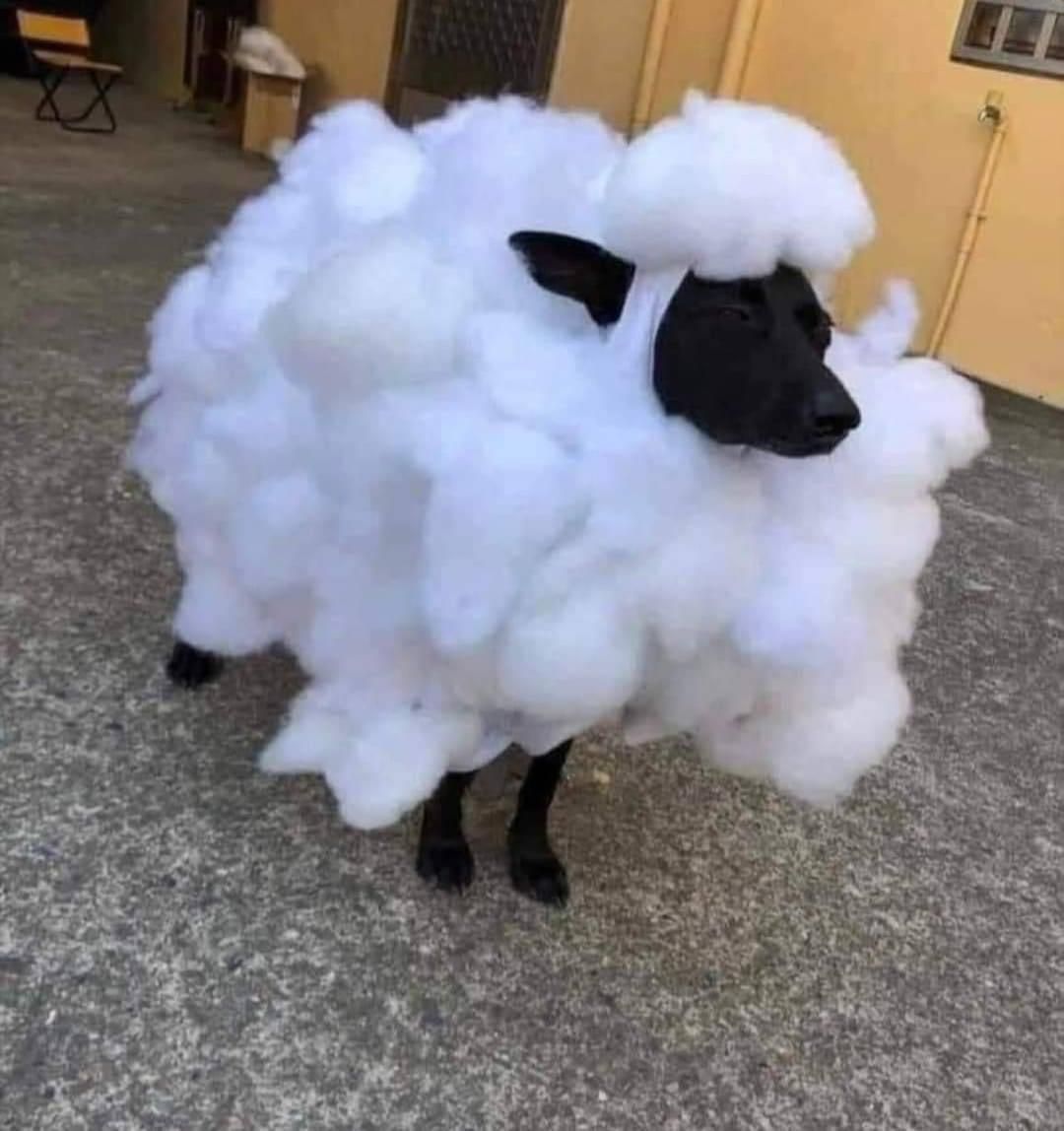 The landlord said no dogs, but they said sheep are okay, so….
