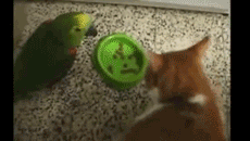 Selfish cat
