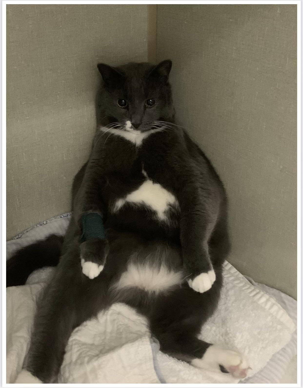 The vet called and asked if they could use a pic of our cat for marketing purposes while he was in for dental surgery. I said sure! Then they sent the pic…