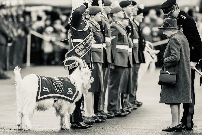 Queen Elizabeth meets Roger the Goat who killed 20 men and took another 213 prisoner during the Falklands War