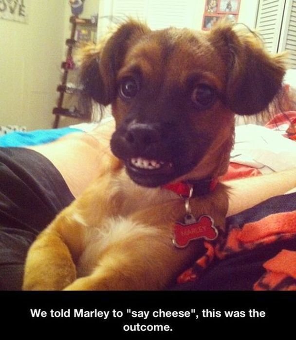 I'm going to start photo-shopping this face everywhere.