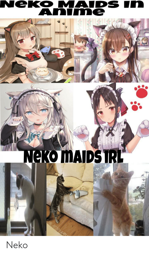 My cat just ears, sleeps and wakes me at night.