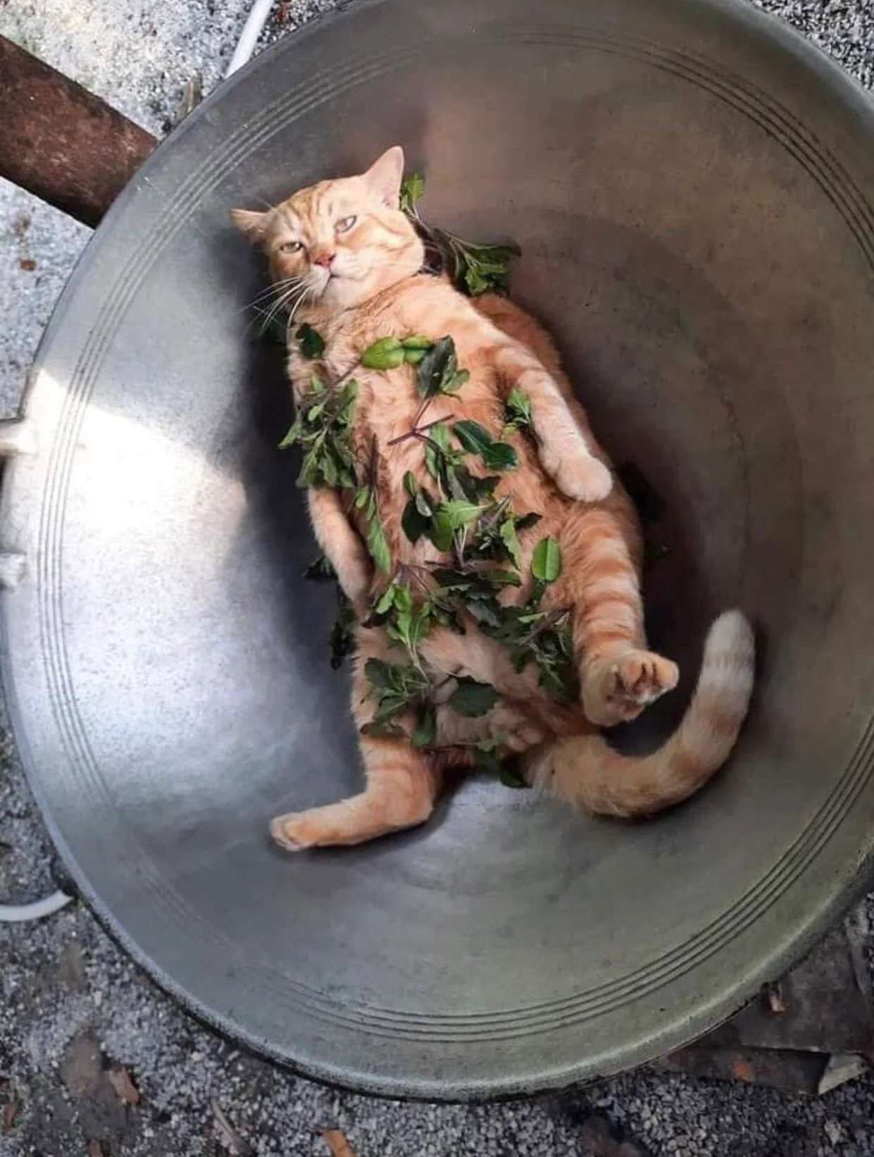 If the will of the heavens permits it, he will be fried