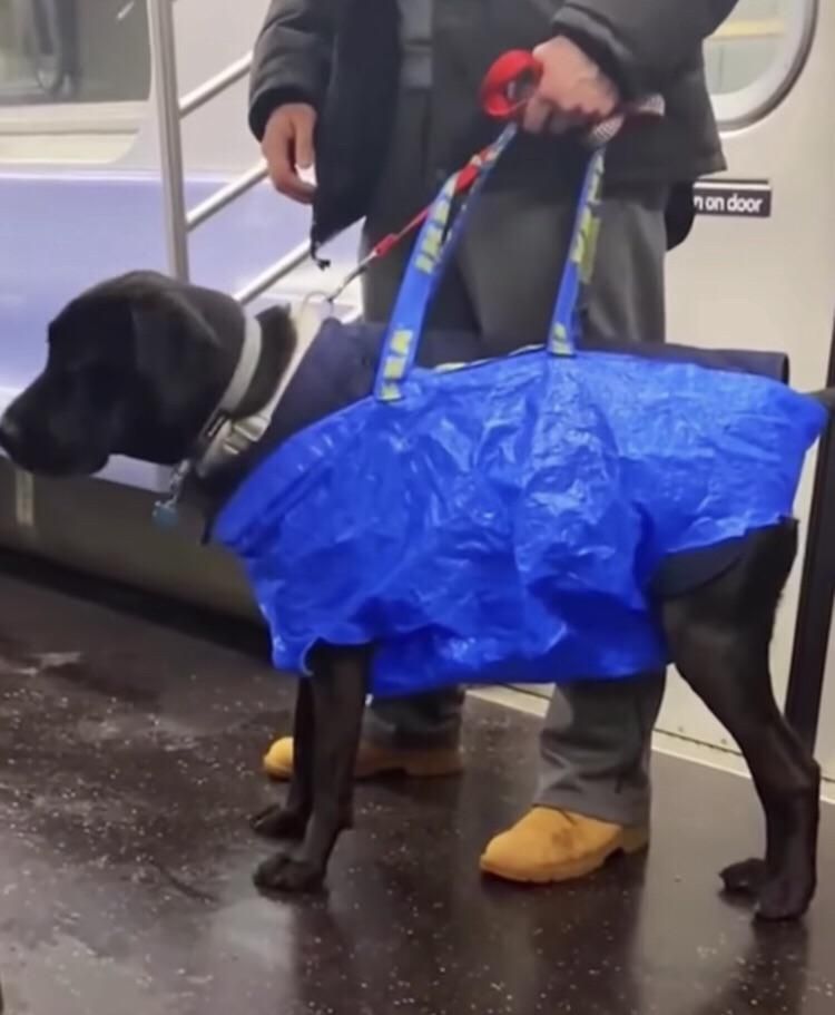 Dogs aren’t allowed on this subway unless they fit in a carry bag so…