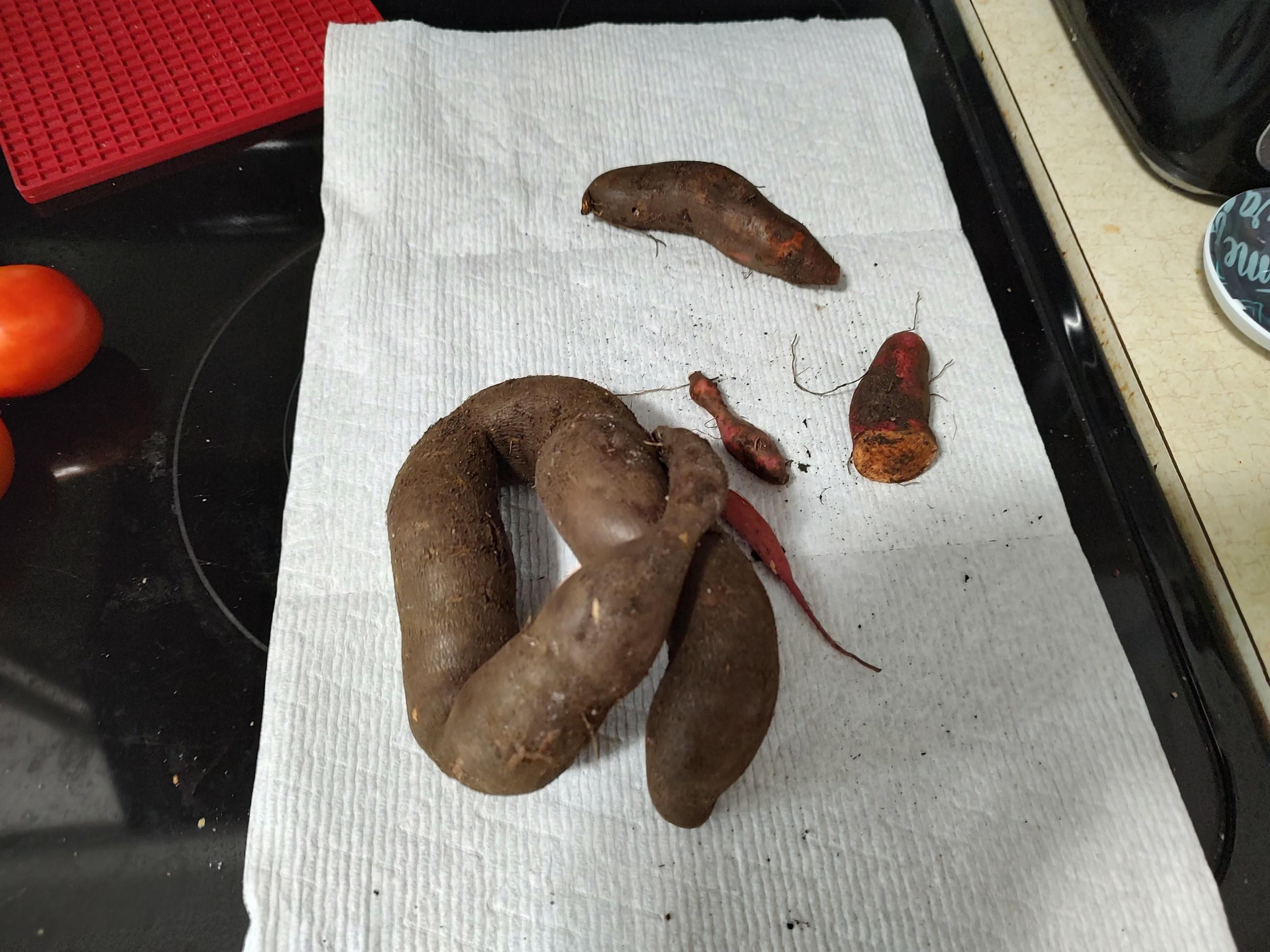 Our sweet potato harvest this year…