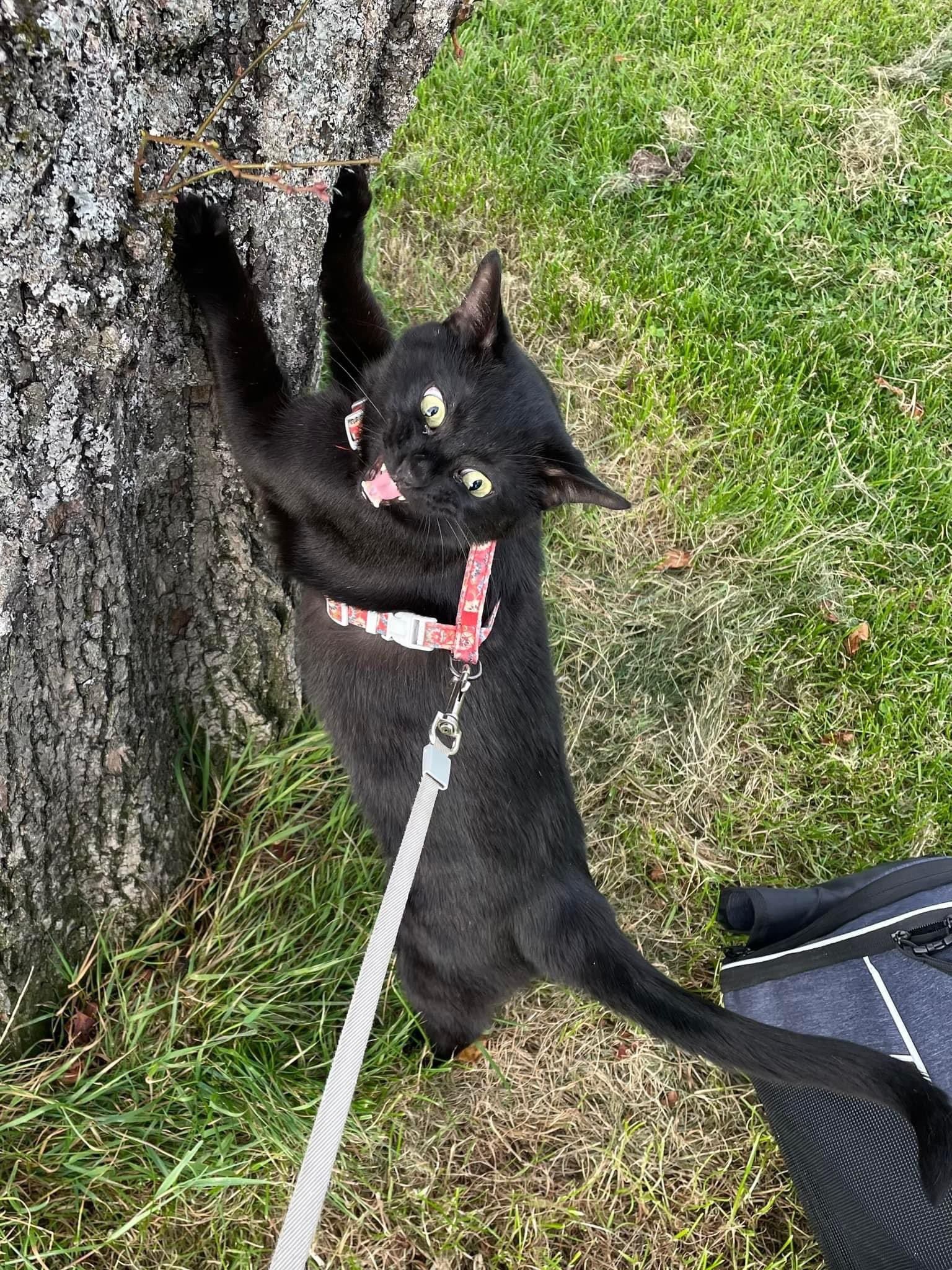 Kevin the cat's first time outside