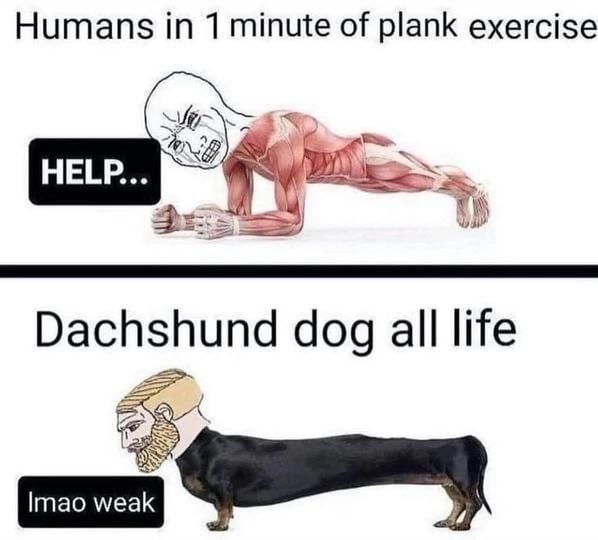 dachshund strong