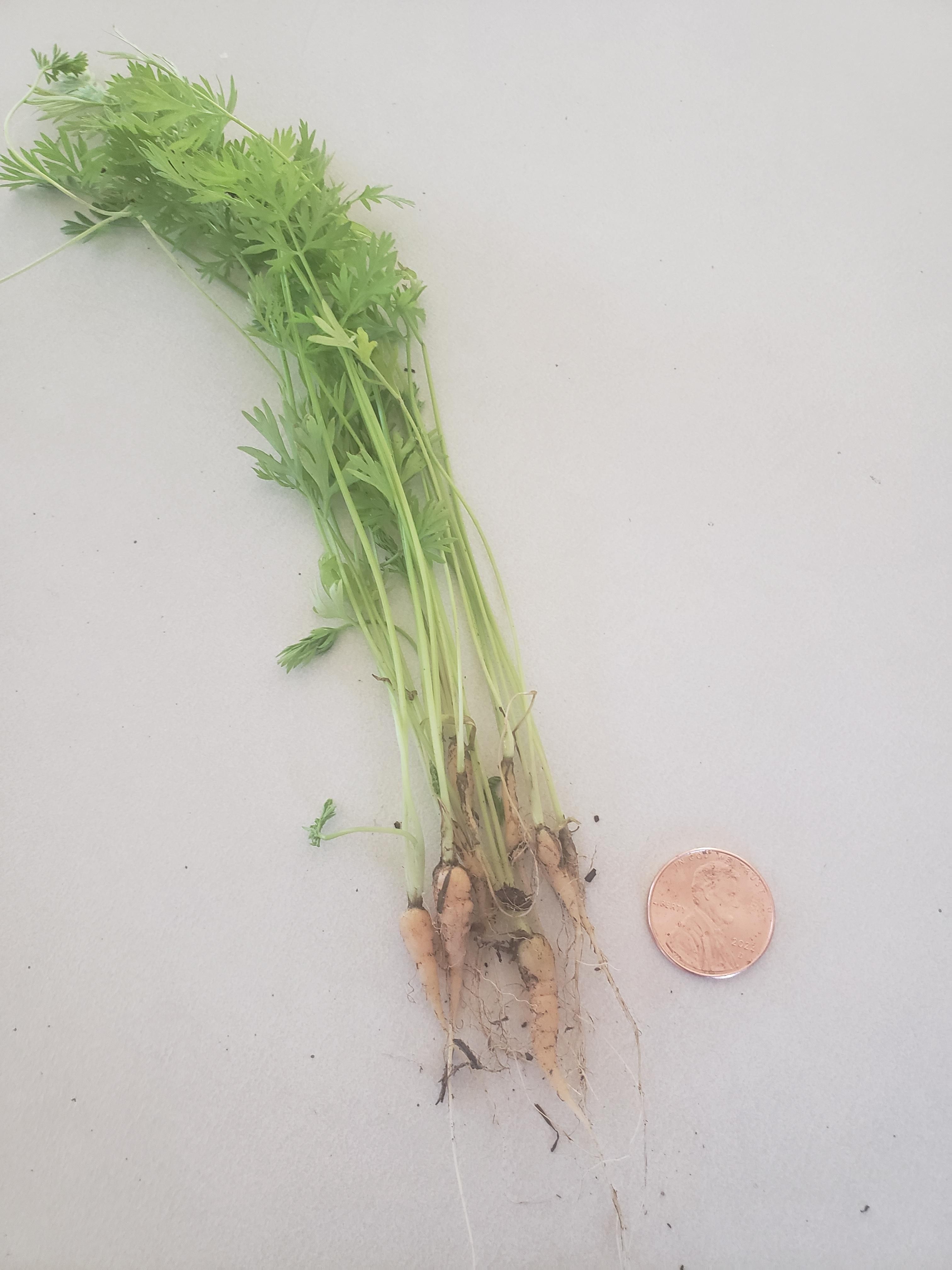 My wife grew these carrots....penny for scale