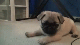 Happy dog is happy