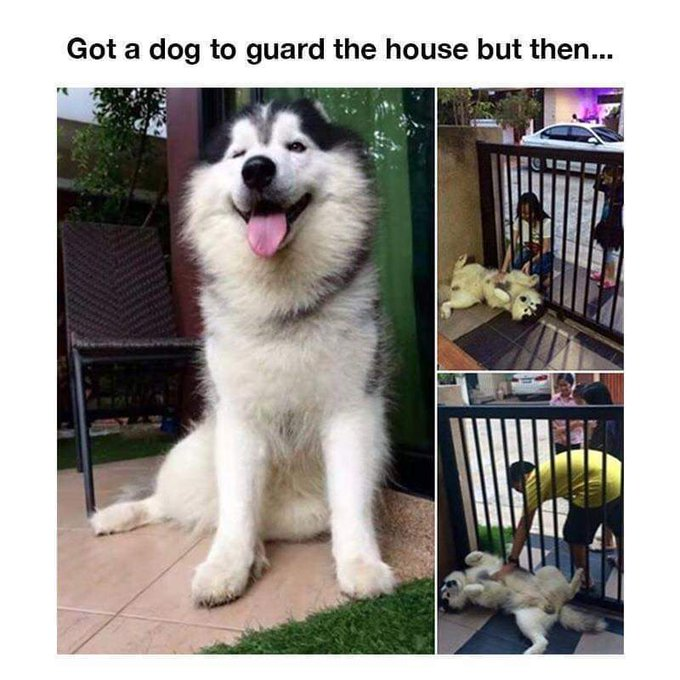 Disarming burglar's feels