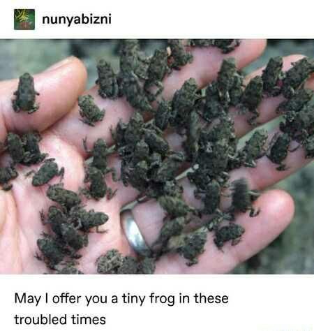 It is wednesday my dudes