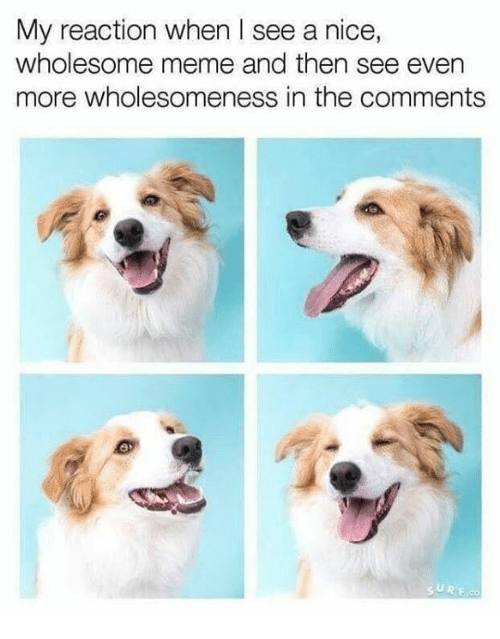 Wholesome doggo