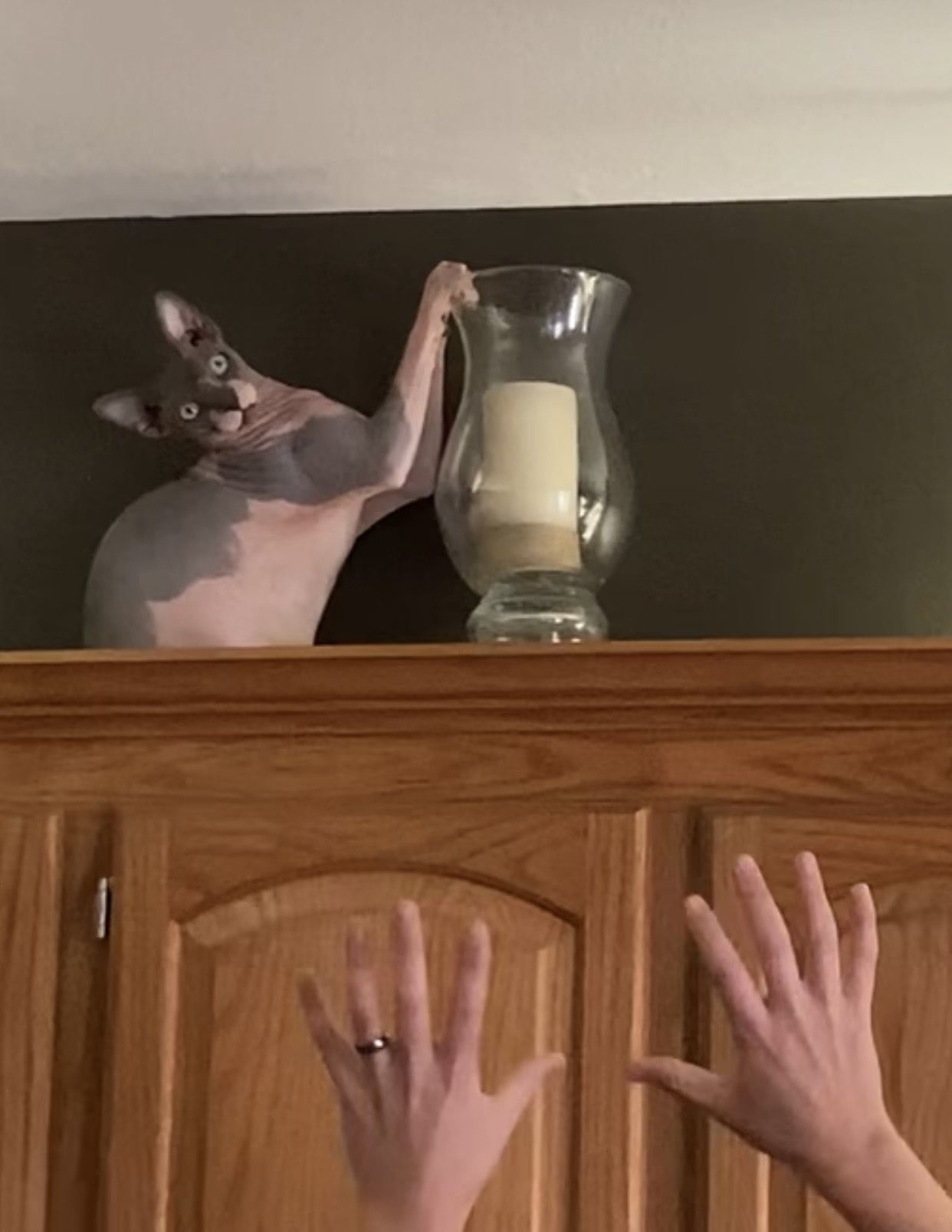 Our cat learned how to get on top of the cabinets..