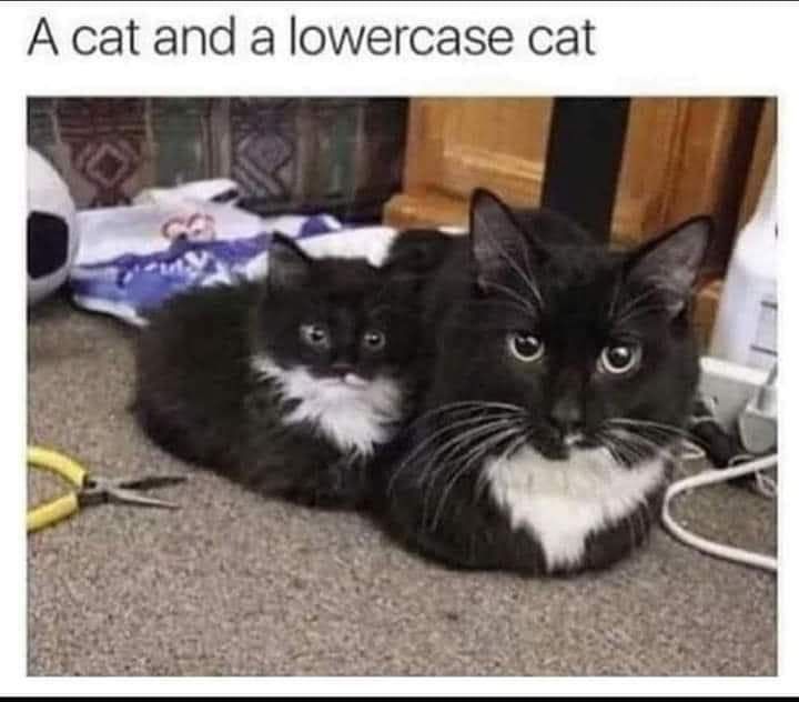 a cat and a lowercase cat