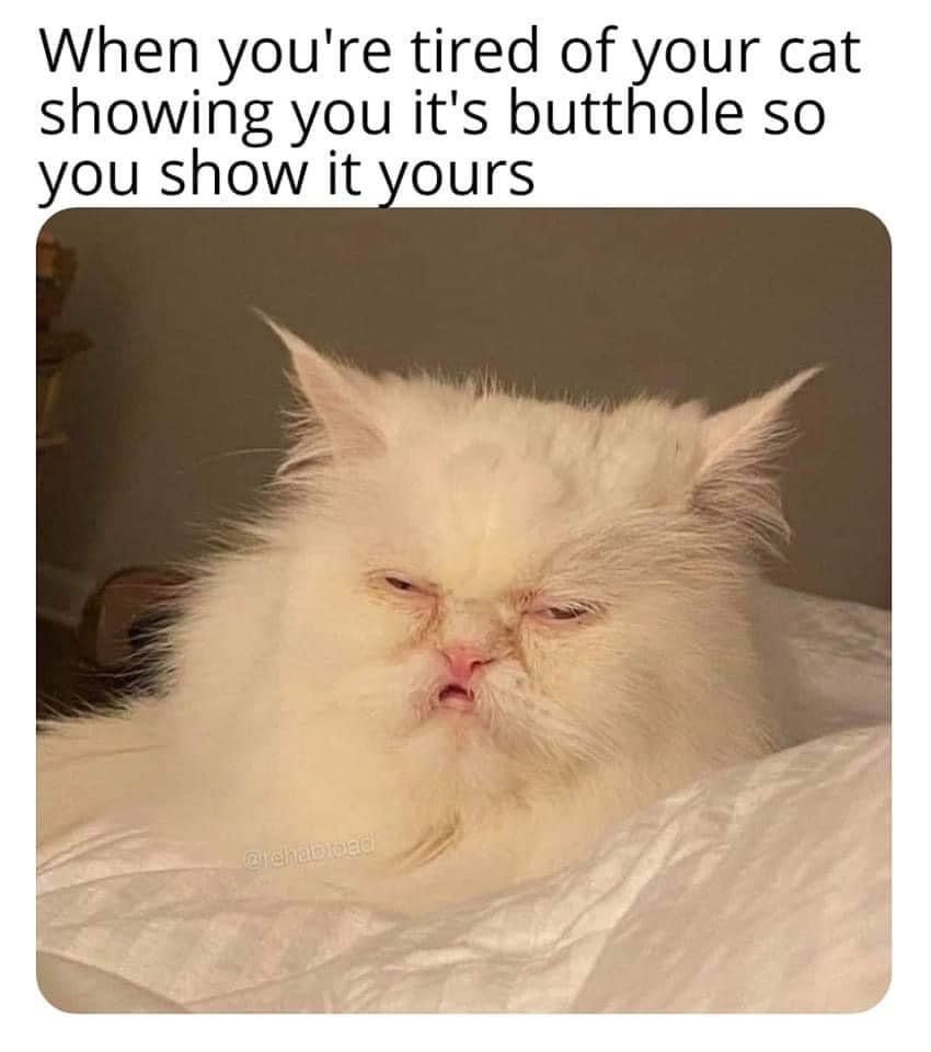 Cats