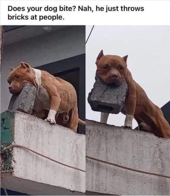doggo post