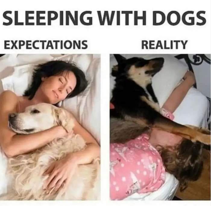 Doggo post