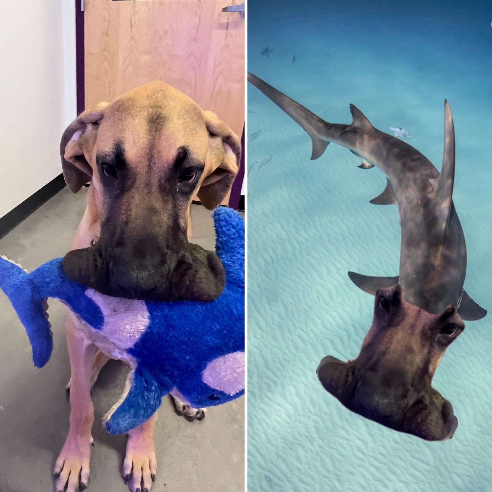 Somebody said he looks like a hammerhead shark in the first picture - I can’t unsee it!