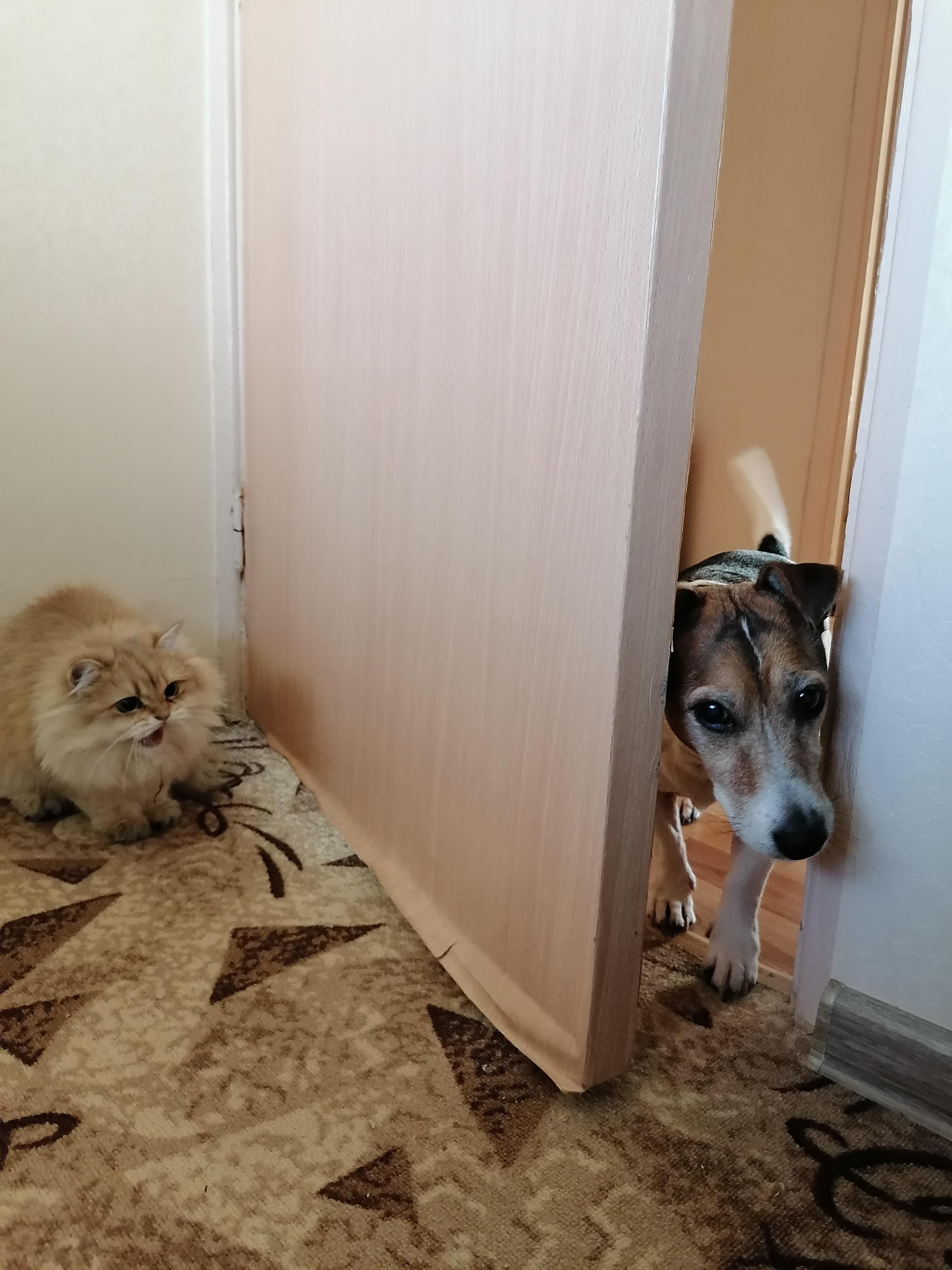 My friend’s cat is definitely not happy with this shining dog’s visit
