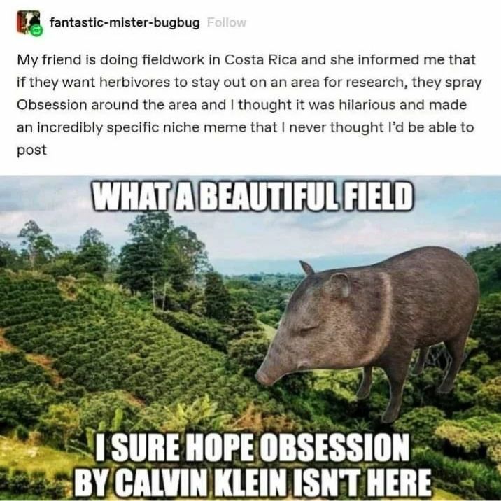 Obscure meme