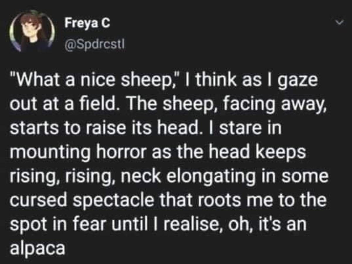 not sheep