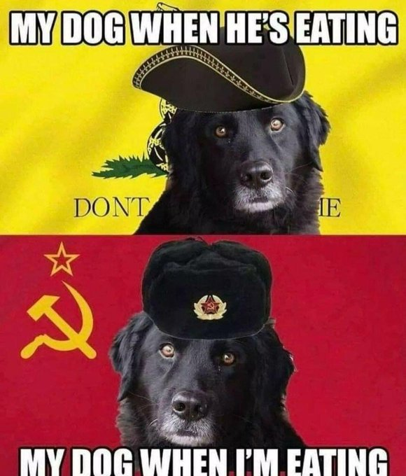 cats are superior because of consistency