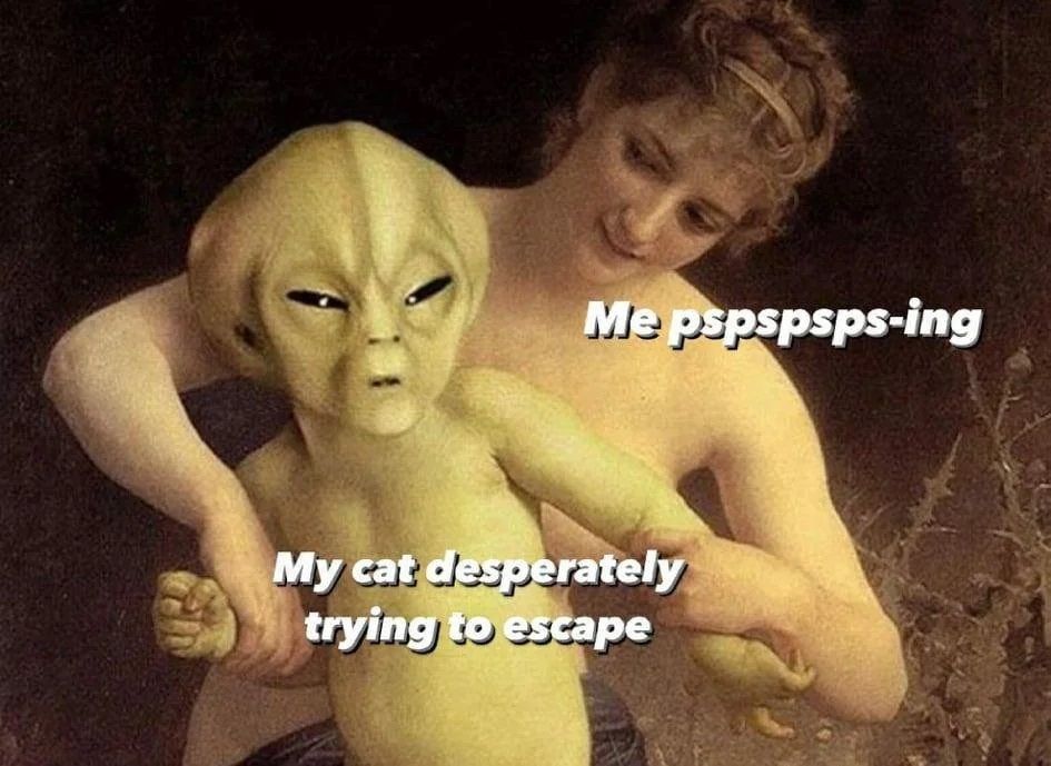 Posting cat memes feels different when you have cats