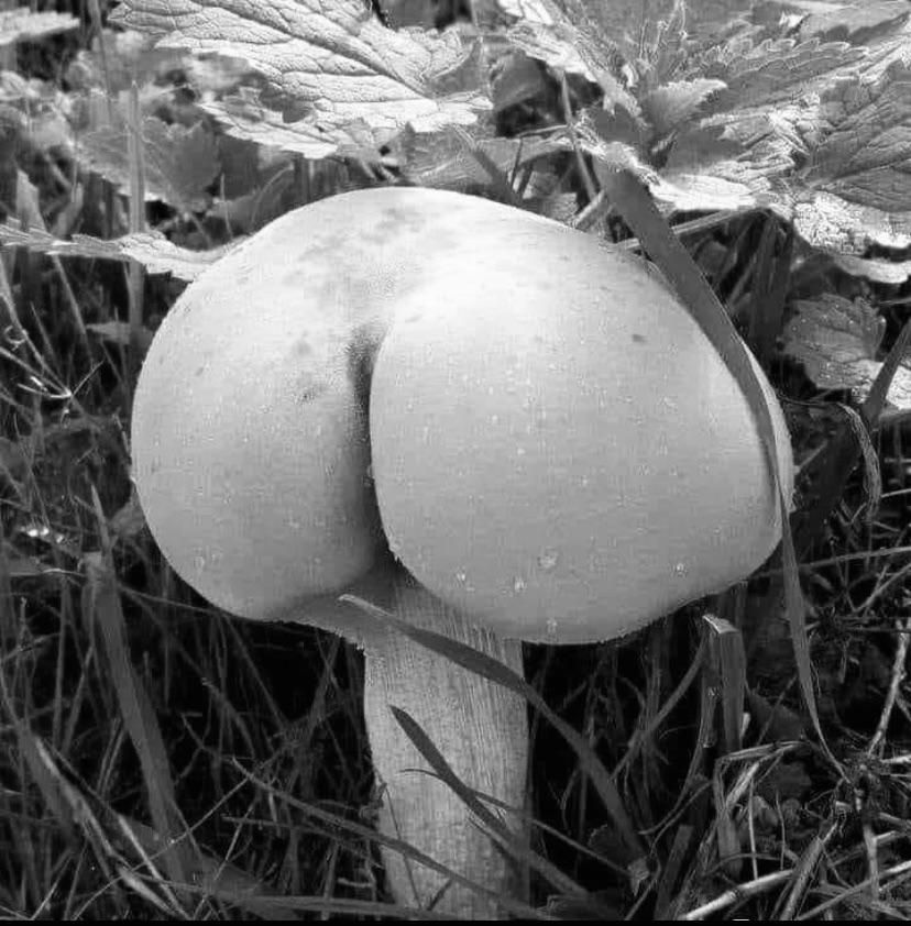 Scientists perfect the art of growing arses naturally that can be transplanted safely to humans lacking in the ass area.