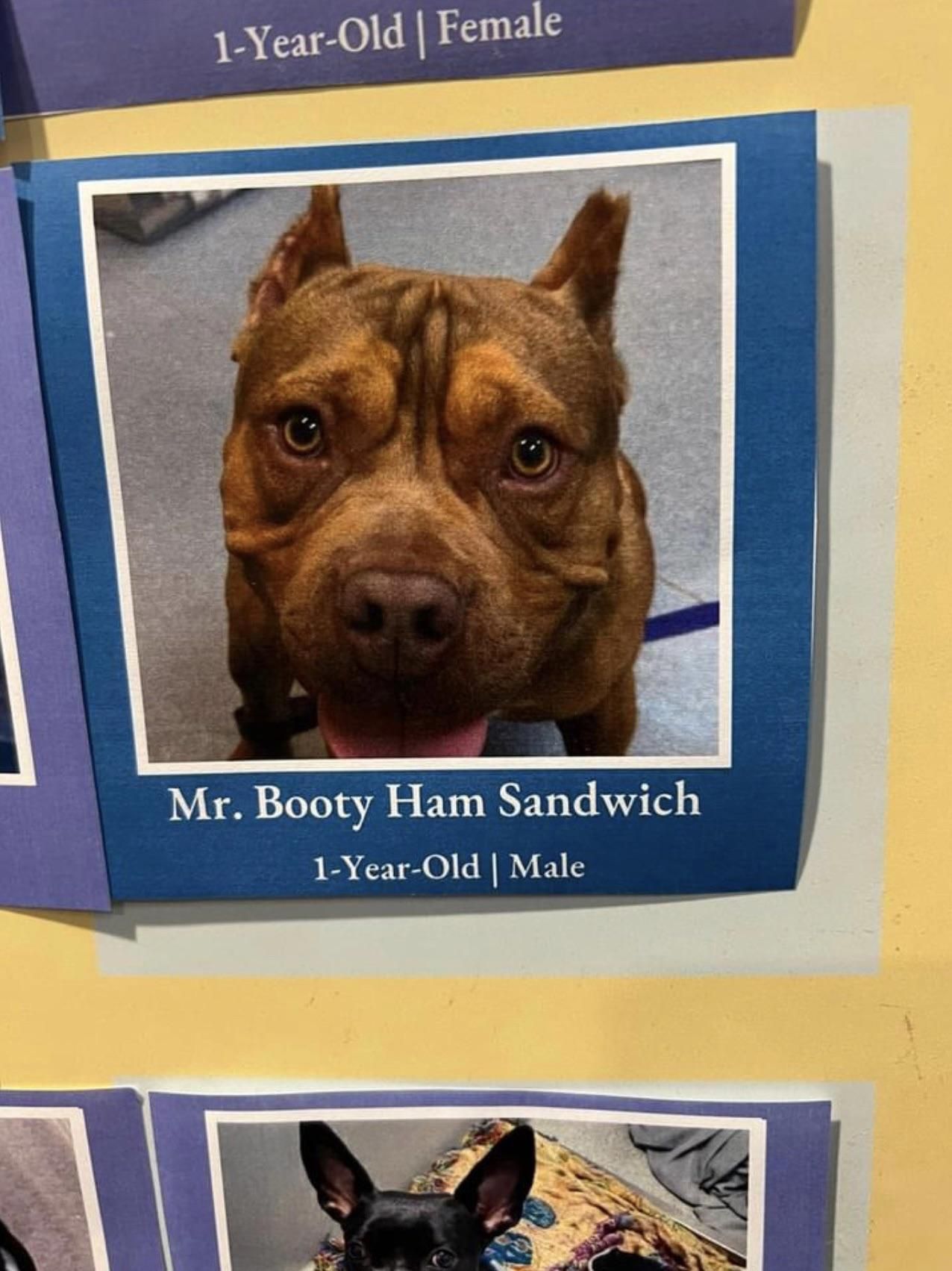 Who names their dog this?