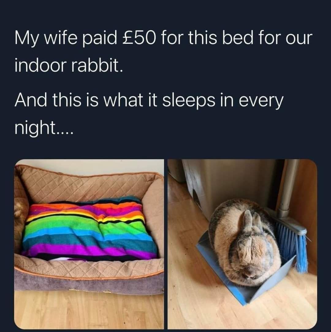 Bunny knows when it turns into mental illness