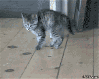 I forget how to cat