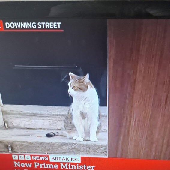 I judged the english politics too harshly