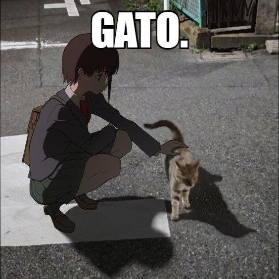 Gato.